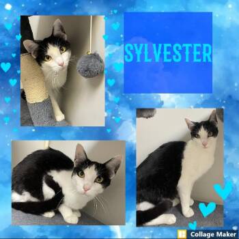 Sylvester -  Domestic Short Hair Cat for Adoption in Clearfield, Pennsylvania - Sylvester | PetCurious