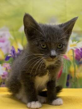 Domestic Short Hair Cats Available for Adoption in San Antonio, Texas - Gordo | PetCurious