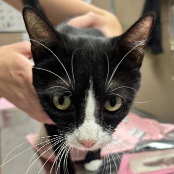Sabrina -  Domestic Short Hair Cat for Adoption in Newport, North Carolina - Sabrina | PetCurious