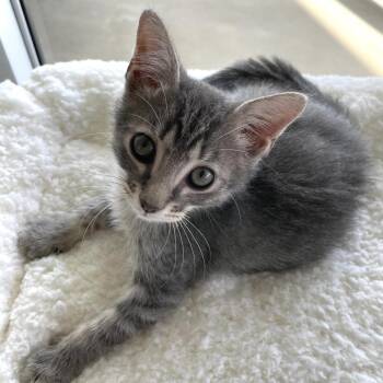 Joe -  Domestic Short Hair Cat for Adoption in West Palm Beach, Florida - Joe | PetCurious