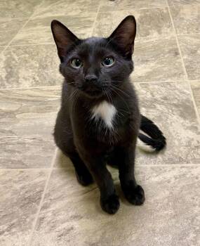 Domestic Short Hair Cats Available for Adoption - Frank | PetCurious