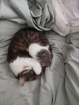 Rescue Domestic Short Hair Cats for Adoption in Little Falls, Minnesota - Mae | PetCurious