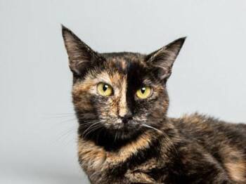 Bakery -  Domestic Short Hair Cat for Adoption in Longmont, Colorado - Bakery | PetCurious
