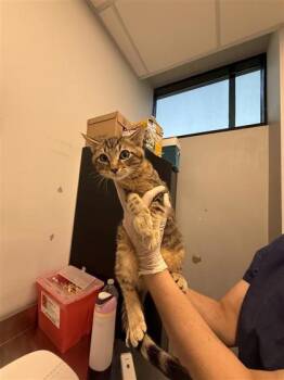 Domestic Short Hair Cats Available for Adoption in West Chester, Pennsylvania - Zachary | PetCurious