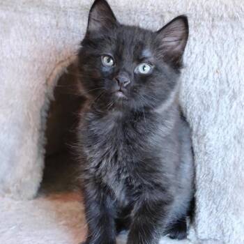 Astro -  Domestic Medium Hair Cat for Adoption in Cortland, Ohio - Astro | PetCurious