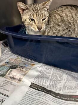 Domestic Short Hair Cats Available for Adoption - Malibu | PetCurious