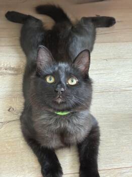 Kermit -  Domestic Short Hair Cat for Adoption in Burnaby, British Columbia - Kermit | PetCurious