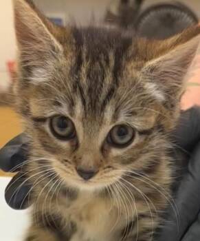 Domestic Short Hair Cats Available for Adoption in Elizabethton, Tennessee - ECLAIR | PetCurious