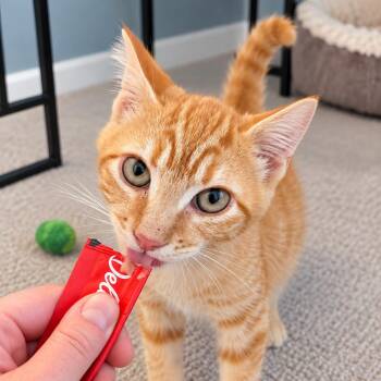 Toadstool -  Domestic Short Hair Cat for Adoption in Hopkinton, Massachusetts - Toadstool | PetCurious
