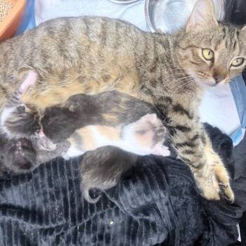 Domestic Short Hair Cats Available for Adoption in Jupiter, Florida - Flower | PetCurious