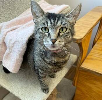 Tulip -  Domestic Short Hair Cat for Adoption in Medina, Ohio - Tulip | PetCurious