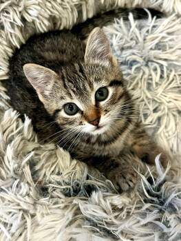 Pumpkin Pie -  Domestic Short Hair Cat for Adoption in Nashville, Tennessee - Pumpkin Pie | PetCurious
