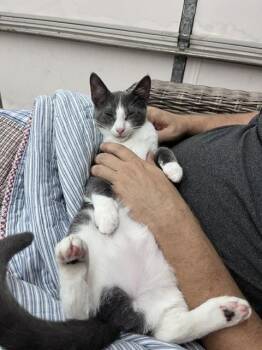Mahi -  Domestic Short Hair Cat for Adoption in Dayton, Ohio - Mahi | PetCurious