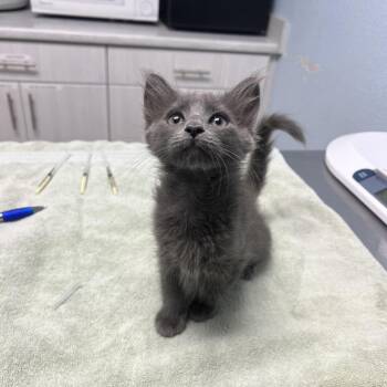 Nori -  Domestic Long Hair Cat for Adoption in Riverside, California - Nori | PetCurious