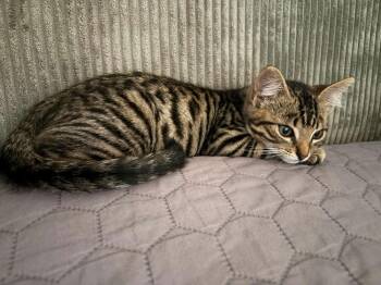 Charlie -  Domestic Short Hair Cat for Adoption in Calimesa, California - Charlie | PetCurious