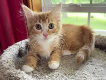 Peaches Seibold -  Domestic Medium Hair Cat for Adoption in Kansas City, Missouri - Peaches Seibold | PetCurious