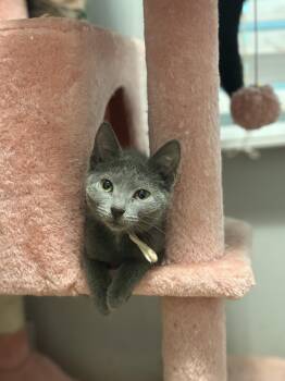 Shellie -  Russian Blue Cat for Adoption in Hoffman Estates, Illinois - Shellie | PetCurious