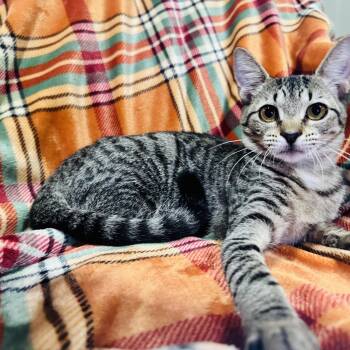 Izzy -  Tabby Cat for Adoption in Coral Gables, Florida - Izzy | PetCurious