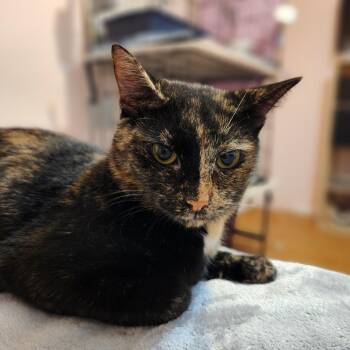 Rescue Domestic Short Hair Cats for Adoption in New York, New York - Miriam | PetCurious