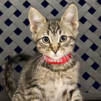 Domestic Short Hair Cats Available for Adoption in Midland, Texas - Bilby | PetCurious