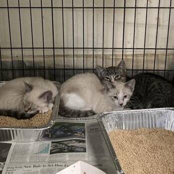 Alejandro -  Domestic Short Hair Cat for Adoption in Hawthorne, California - Alejandro | PetCurious