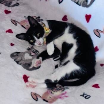 Tuxedo Cats Available for Adoption in San Juan Capistrano, California - Beluga | PetCurious