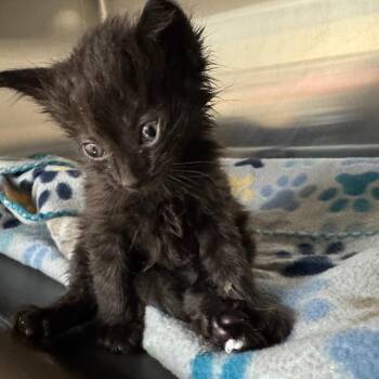 Castiel -  Domestic Short Hair Cat for Adoption in Las Vegas, Nevada - Castiel | PetCurious