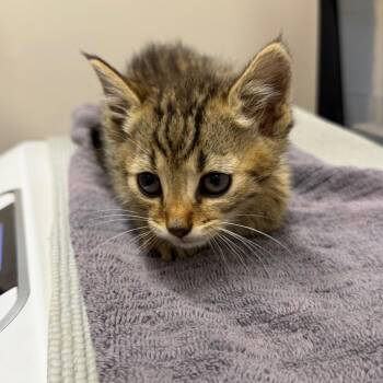Domestic Short Hair Cats Available for Adoption in Morganton, North Carolina - Mudslide | PetCurious