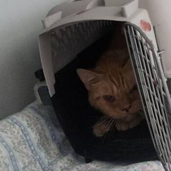 Domestic Short Hair Cats Available for Adoption - Golden | PetCurious