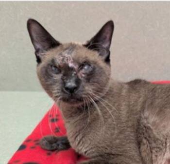 Siamese Cats Available for Adoption - PREGNANT SEAL POINT SIAMESE HAS SHELTER DEADLINE TODAY!  | PetCurious