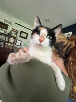 Magnolia (martha) -  American Shorthair Cat for Adoption in Charlotte, Michigan - Magnolia (martha) | PetCurious