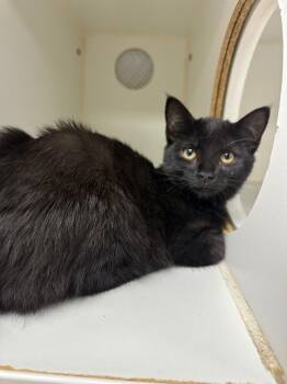 Paulie (Hwy81S) -  Domestic Short Hair Cat for Adoption in Johnson City, Tennessee - Paulie (Hwy81S) | PetCurious