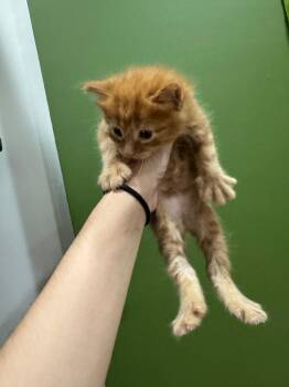 Silas -  Domestic Medium Hair Cat for Adoption in Augusta, Georgia - Silas | PetCurious