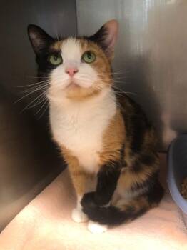 Nicolette -  Domestic Short Hair Cat for Adoption in Sebastian, Florida - Nicolette | PetCurious
