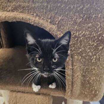 Domestic Short Hair Cats Available for Adoption in Midland, Texas - Tuk | PetCurious