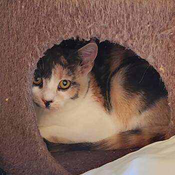 Rescue Domestic Short Hair Cats for Adoption in Brainardsvle, New York - Stash | PetCurious