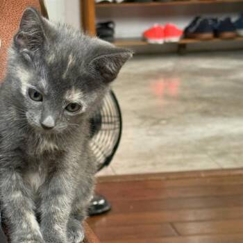 Nutmeg -  Domestic Short Hair Cat for Adoption in Escondido, California - Nutmeg | PetCurious