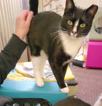 Domestic Short Hair Cats Available for Adoption - Kristie | PetCurious