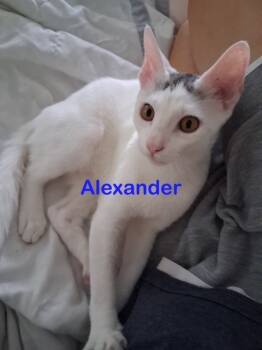 Rescue Domestic Short Hair Cats for Adoption in New Bern, North Carolina - ALEXANDER Kitten | PetCurious