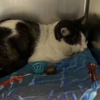 Domestic Short Hair Cats Available for Adoption - Ted Scratch | PetCurious