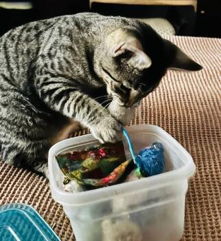 Rescue Domestic Short Hair Cats for Adoption in Chicago, Illinois - Ernie | PetCurious