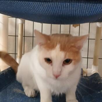 American Shorthair Cats Available for Adoption - Ziggy | PetCurious