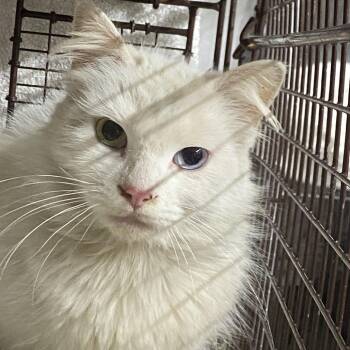 Lilah -  Domestic Medium Hair Cat for Adoption in Los Angeles, California - Lilah | PetCurious