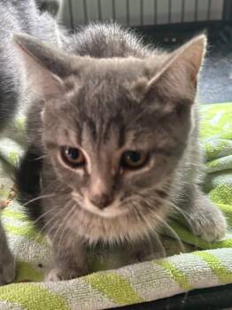 Domestic Short Hair Cats Available for Adoption - Monique Rene | PetCurious