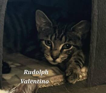 Rudolph Valentino -  Domestic Short Hair Cat for Adoption in Catasauqua, Pennsylvania - Rudolph Valentino | PetCurious