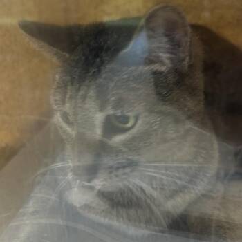 Domestic Short Hair Cats Available for Adoption in Philadelphia, Pennsylvania - Little Momma | PetCurious