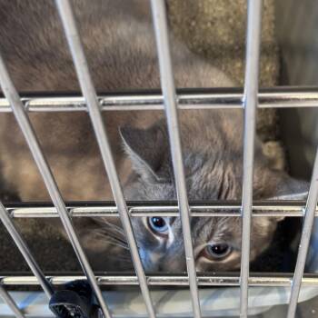 Domestic Short Hair Cats Available for Adoption in Talent, Oregon - Shrek (11) | PetCurious