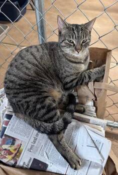 Domestic Short Hair and Tabby Cats Available for Adoption in Apollo, Pennsylvania - Melinda | PetCurious