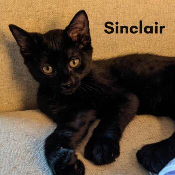Rescue Domestic Short Hair Cats for Adoption in New Haven, Connecticut - Sinclair | PetCurious