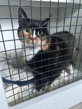 Domestic Short Hair Cats Available for Adoption in Palm Coast, Florida - Maisie | PetCurious